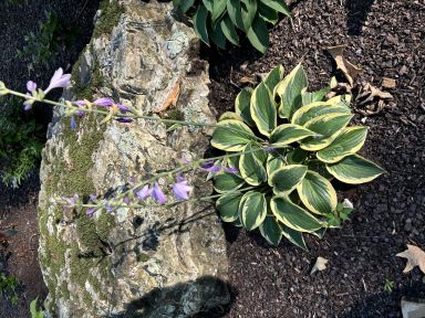 3 First Frost Hosta Bareroot Plants, you choose amount!